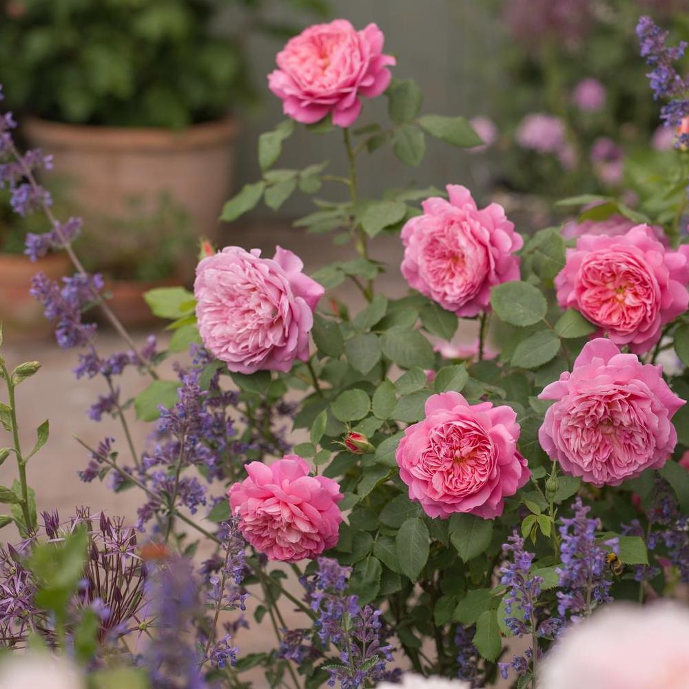 Nozomi | Ground Cover Rose | David Austin Roses