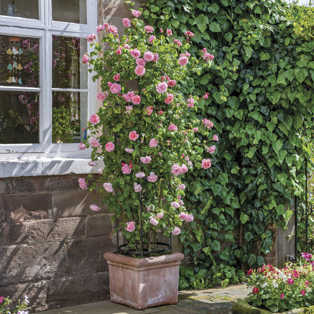 Strawberry Hill rose bred by David Austin in a pot