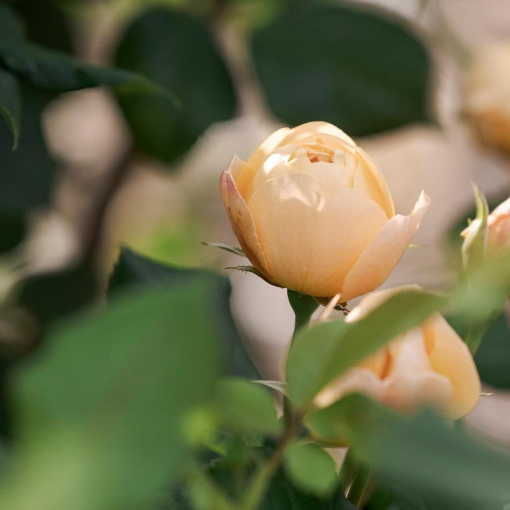 Close up bloom shot of an orange rose bred by David Austin