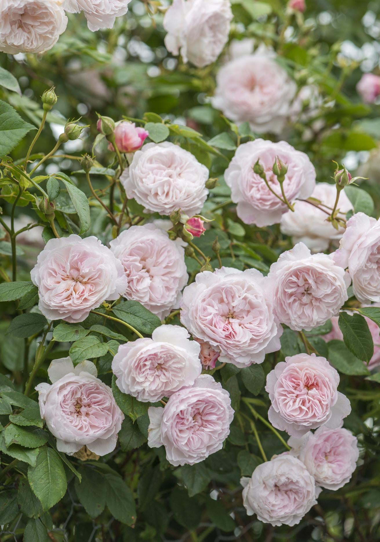 The Albrighton Rambler pink rose bred by David Austin