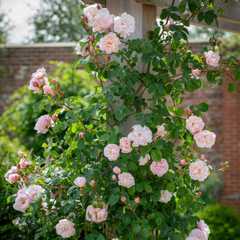 Climbing Roses
