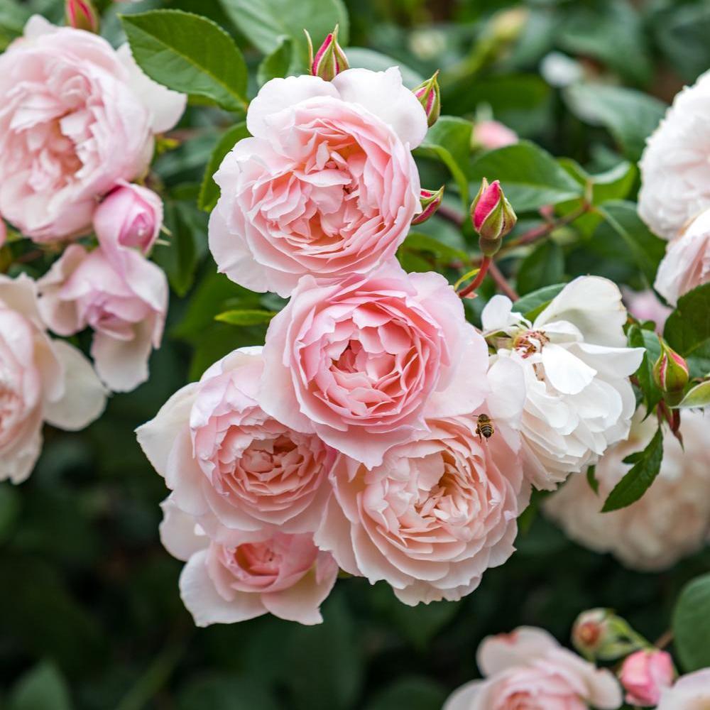 The_Generous_Gardener pink rose bred by David Austin