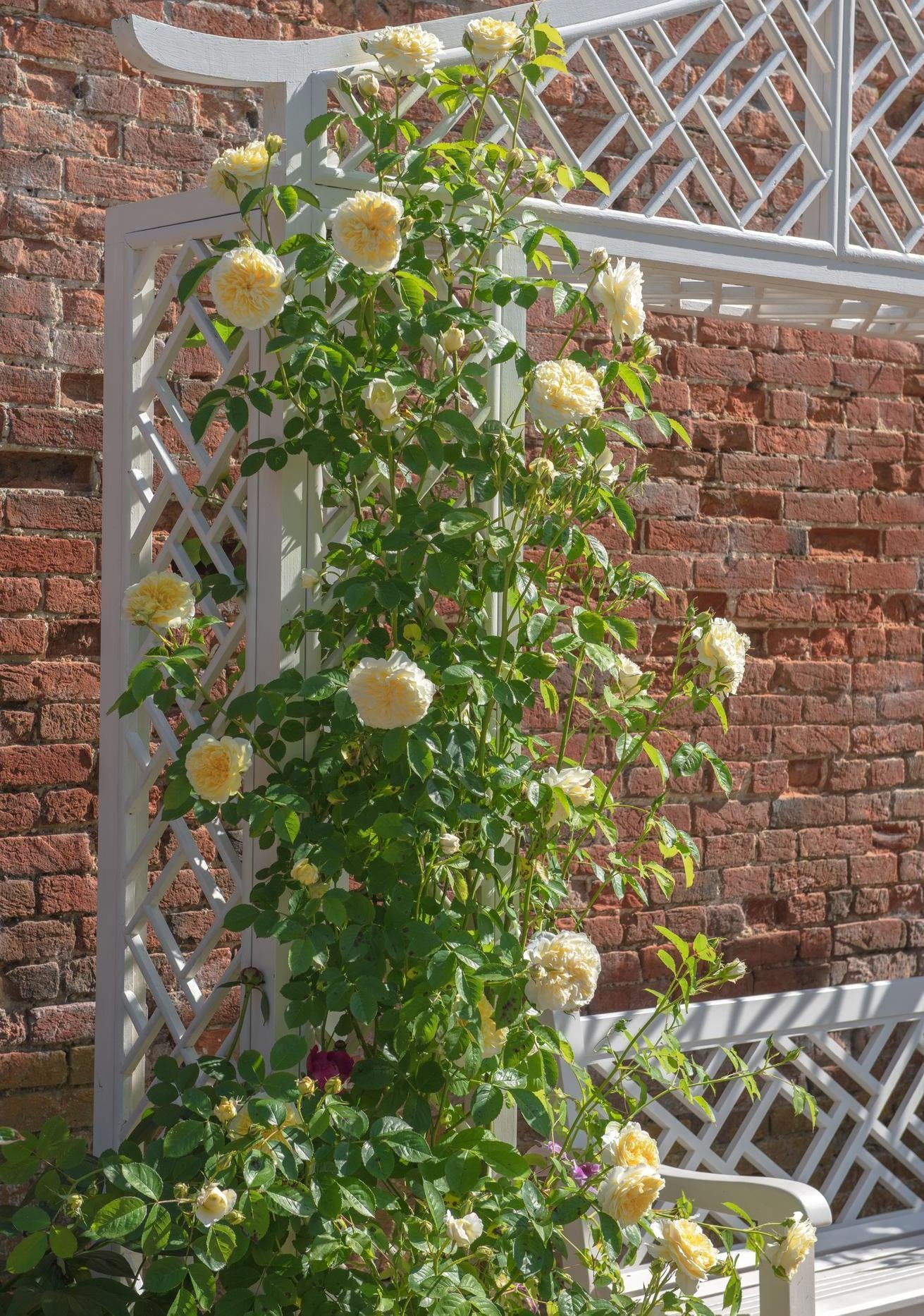 The_Pilgrim yellow climbing rose bred by David Austin growing up a arch