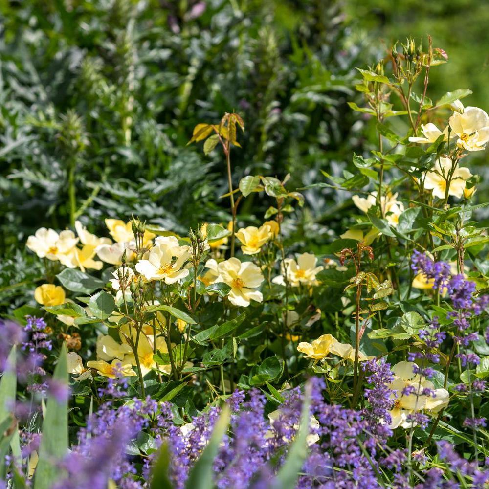 Tottering-By-Gently with companion plant