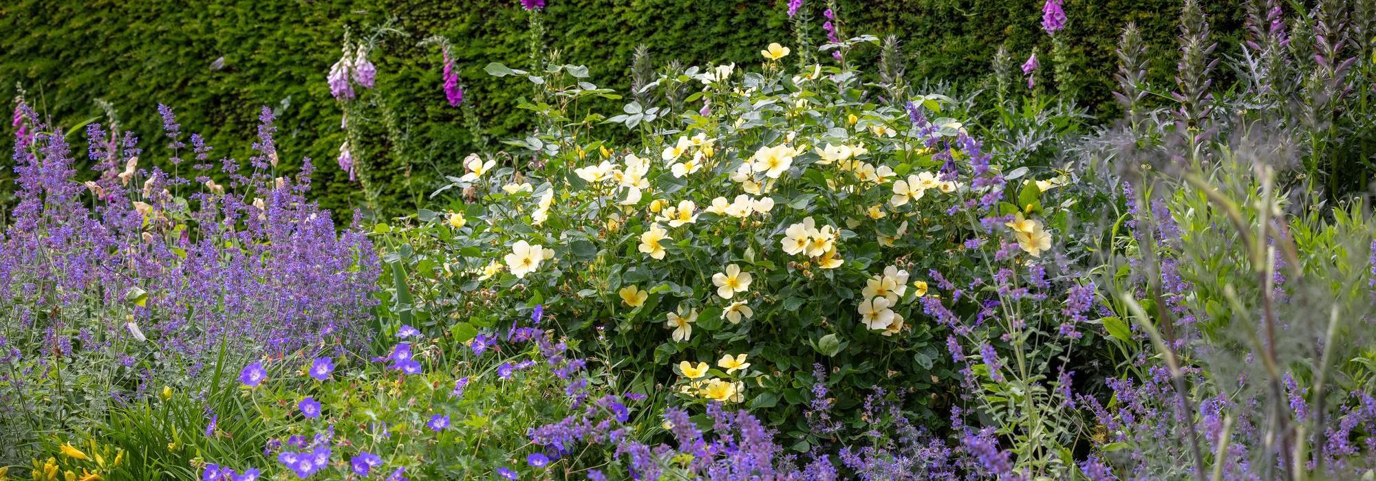 Tottering-By-Gently_ yellow English rose bred by David Austin in a garden
