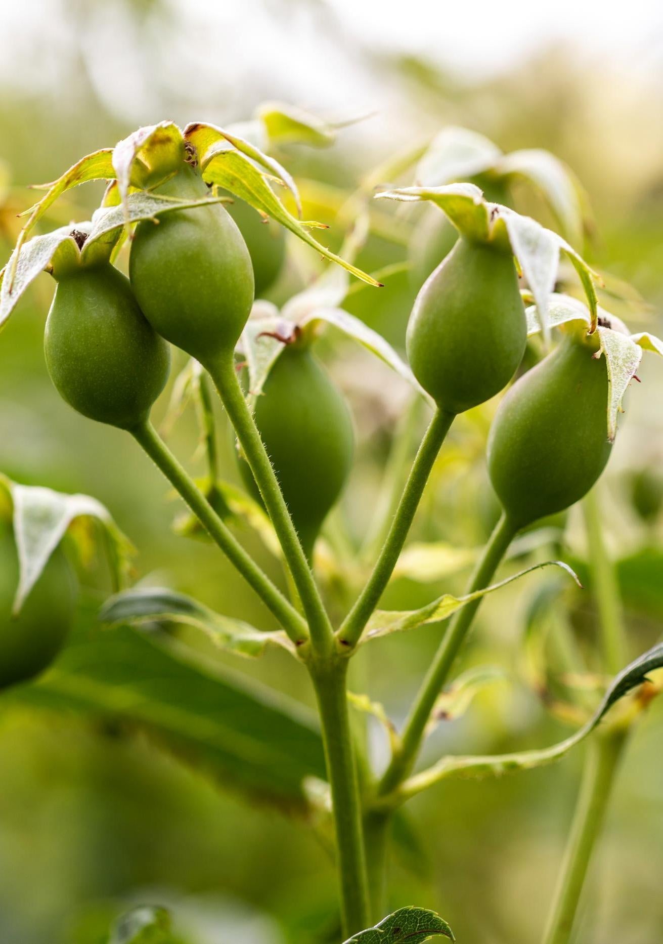 Tottering_by_Gently rose hip