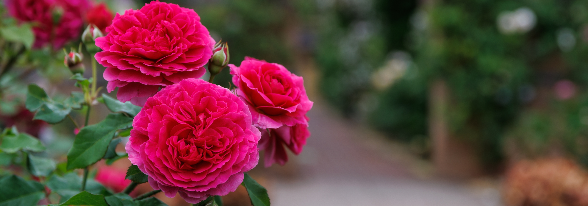 David Austin Roses Bare root roses, Container roses, English Roses