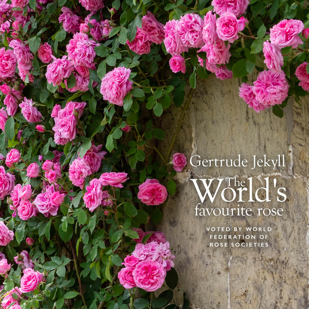 The World's Favourite Rose | David Austin