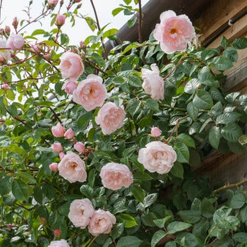 R. spin. 'Glory of Edzell' | Wild Rose | David Austin Roses