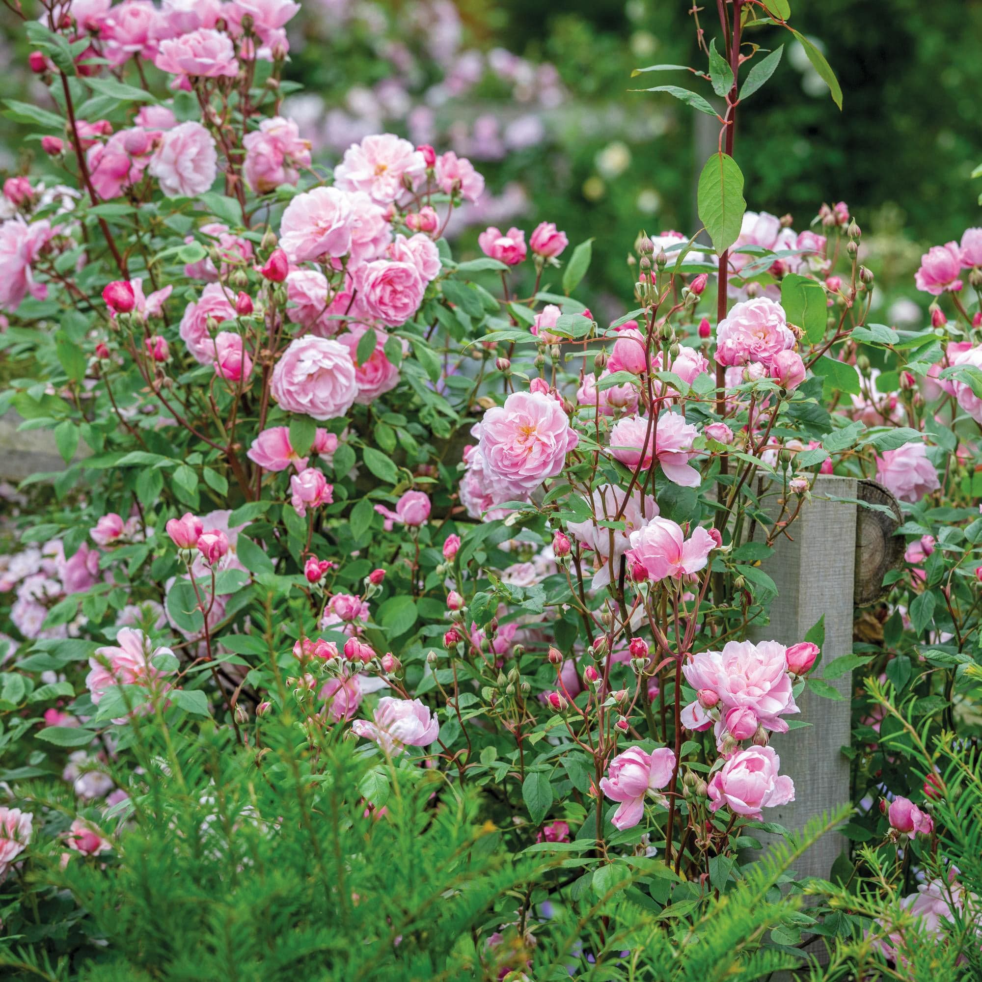 Mary Delany (Ausorts) | English Climbing Rose | David Austin Roses