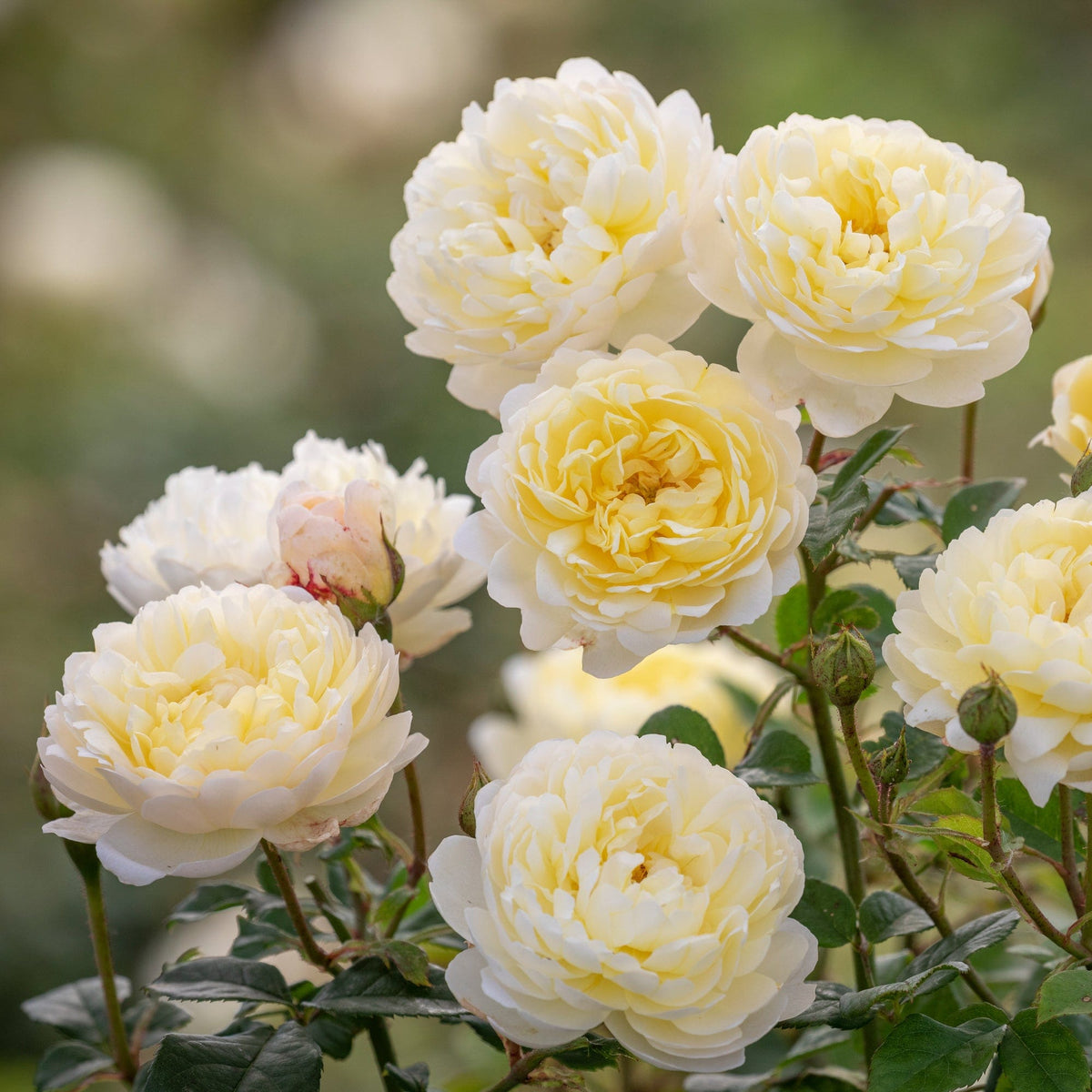Nye Bevan | English Shrub Rose | David Austin Roses