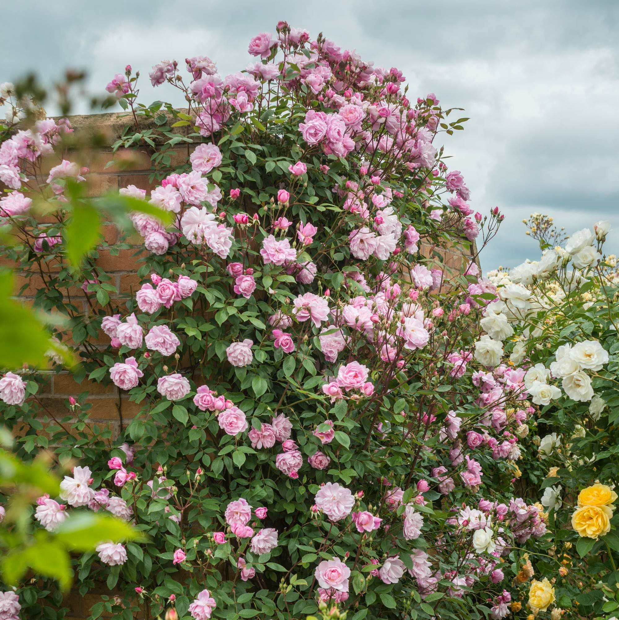 Mary Delany (Ausorts) | English Climbing Rose | David Austin Roses