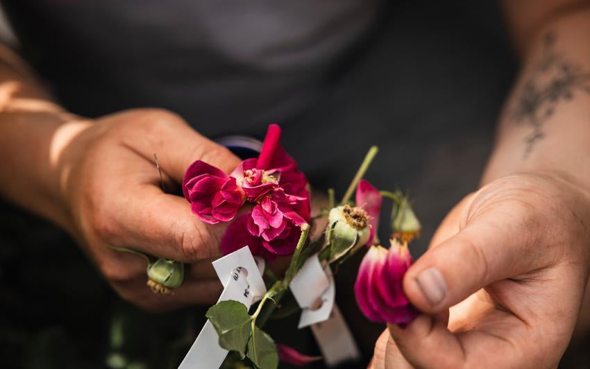 pollinating_greenhouse at David Austin