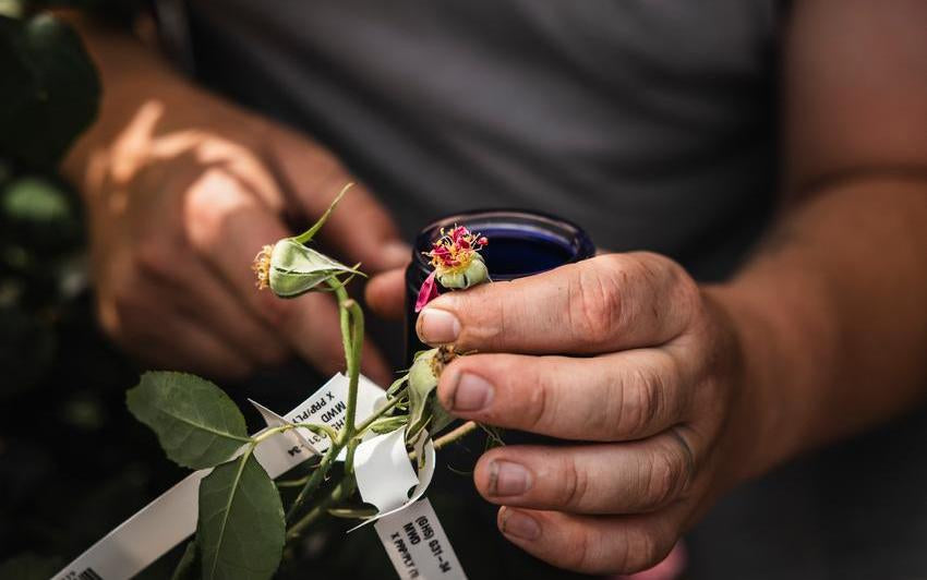 pollinating_greenhouse at David Austin