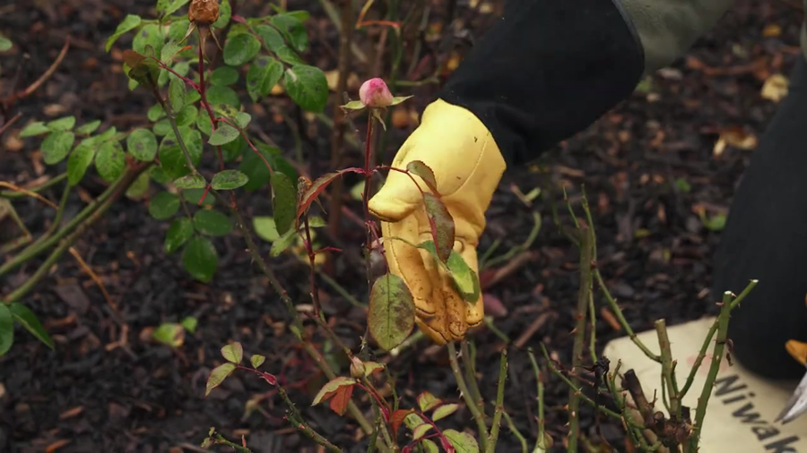 How To Prune Your English Climbing Rose
