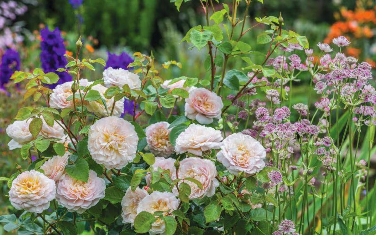 David Austin Roses' Literary Collection of English Roses