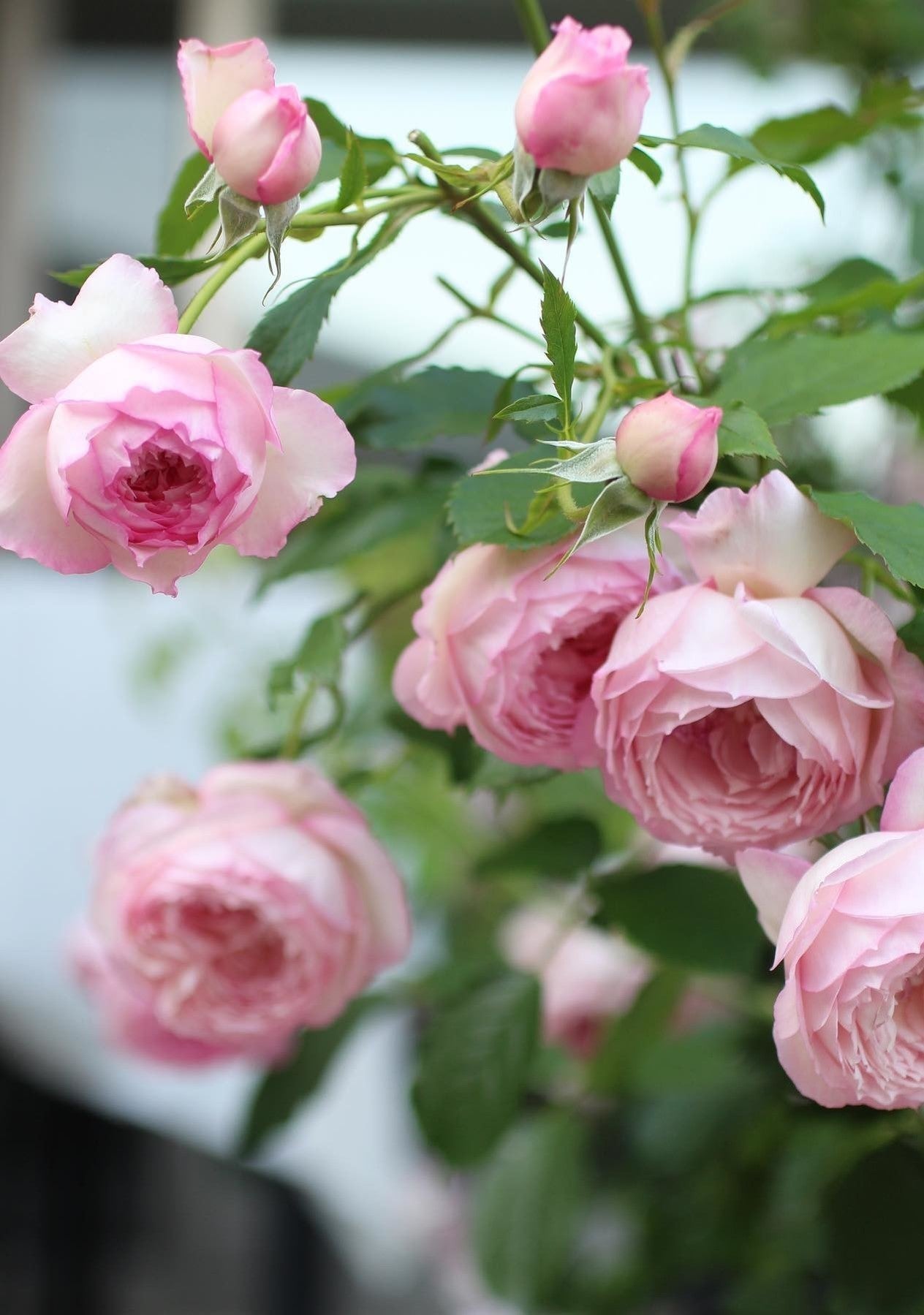 Mill on the floss a pink shrub rose bred by David Austin