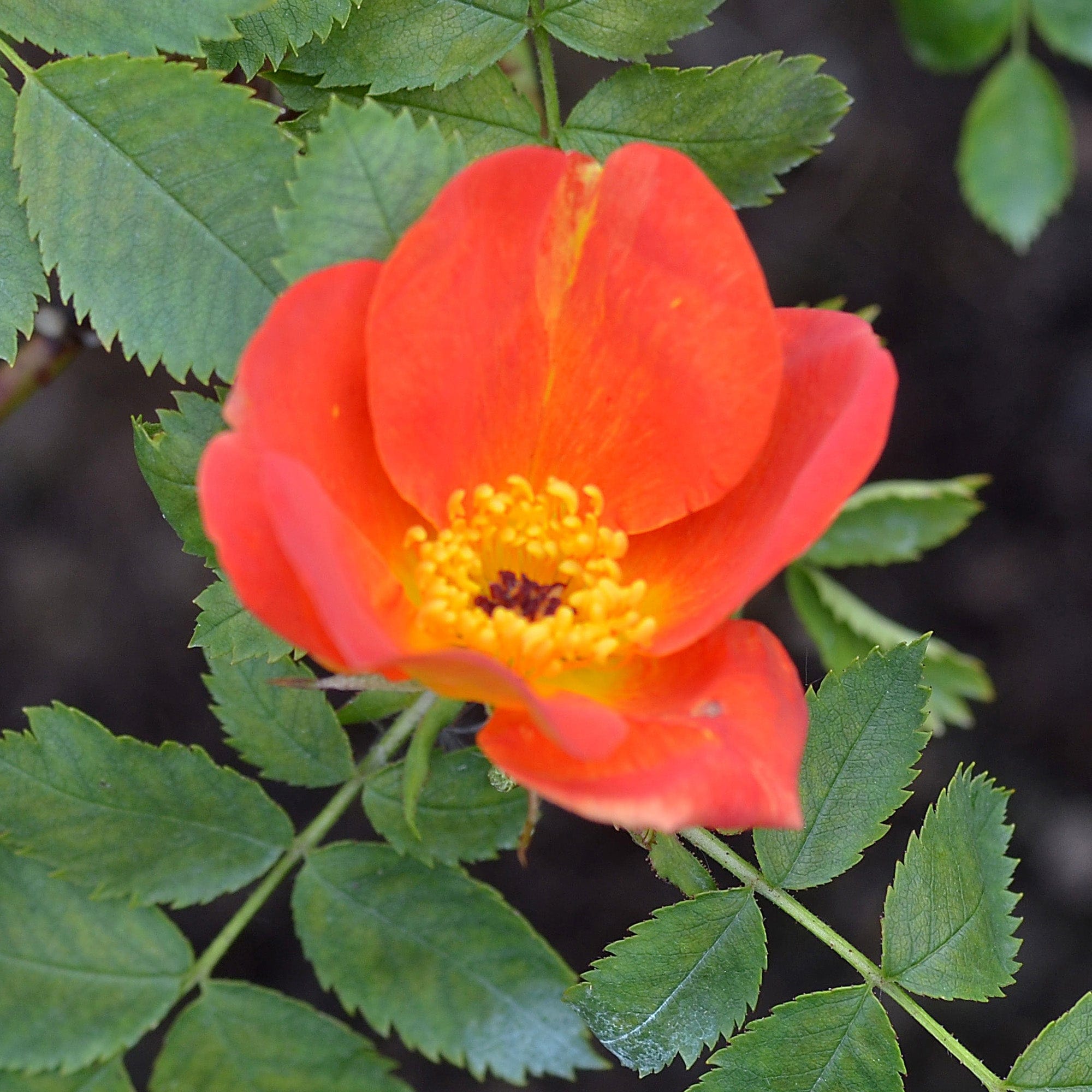 R. foetida ‘Bicolour’ | Wild Rose | David Austin Roses