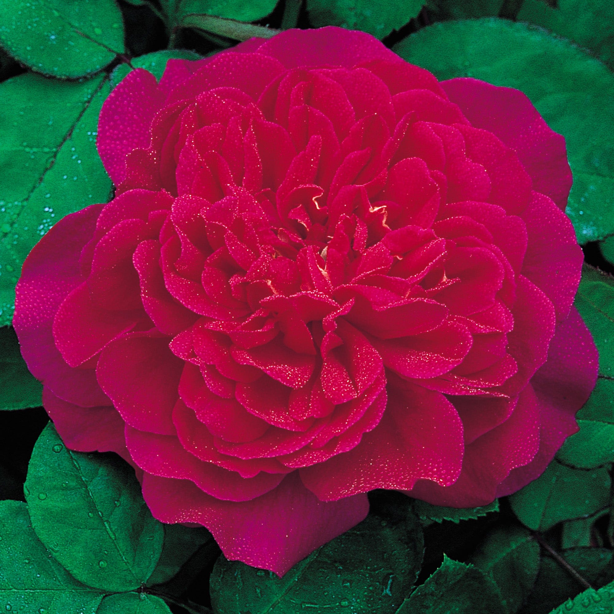 Sophy’s Rose | English Shrub Rose | David Austin Roses
