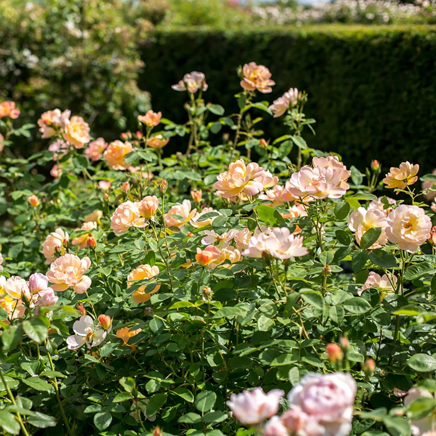 The Lark Ascending 10 Rose Hedging Bundle