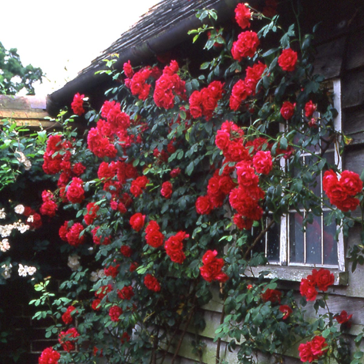 Paul’s Scarlet Climber