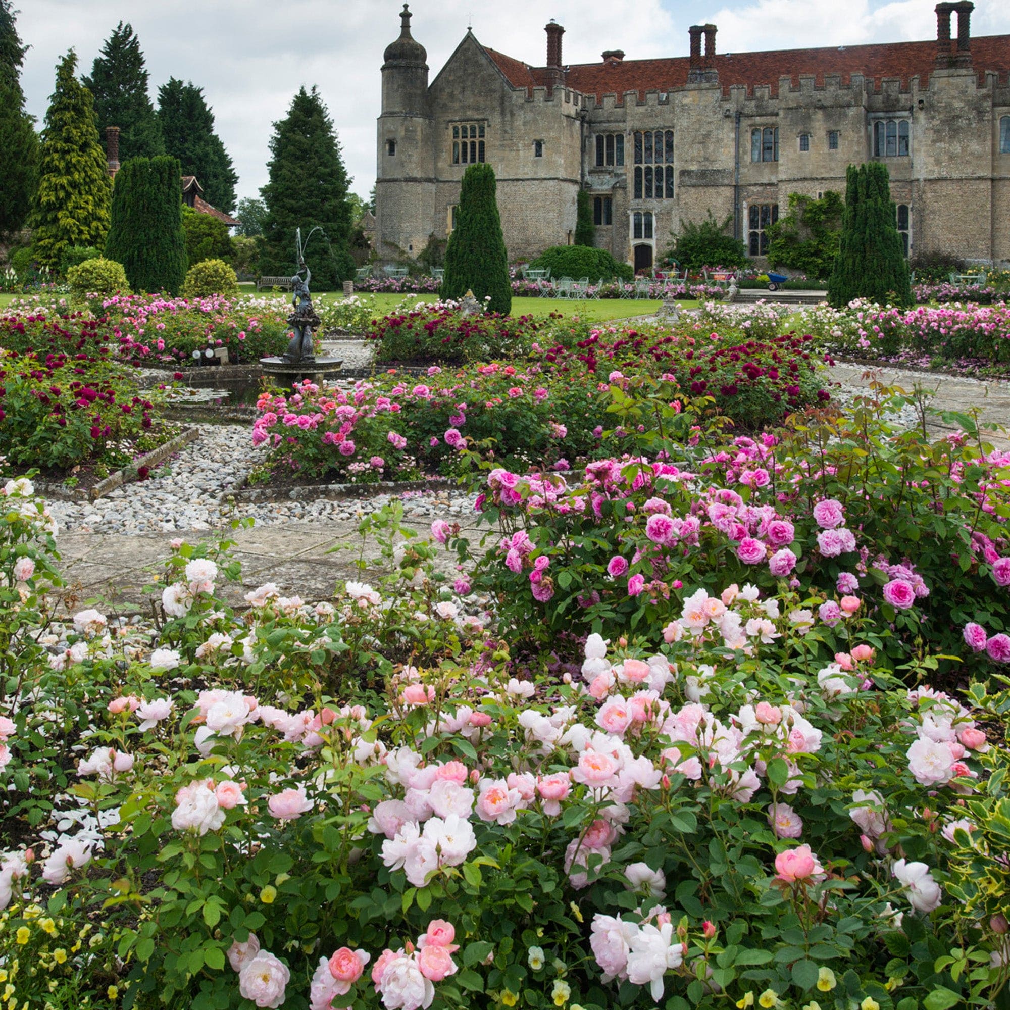 ♡rose様♡専用　✿ジョリーフルール✿【クラファン★スカーフ柄＆アクアトピア】 Scarborough Fair (Ausoran) | English Shrub Rose | David Austin Roses