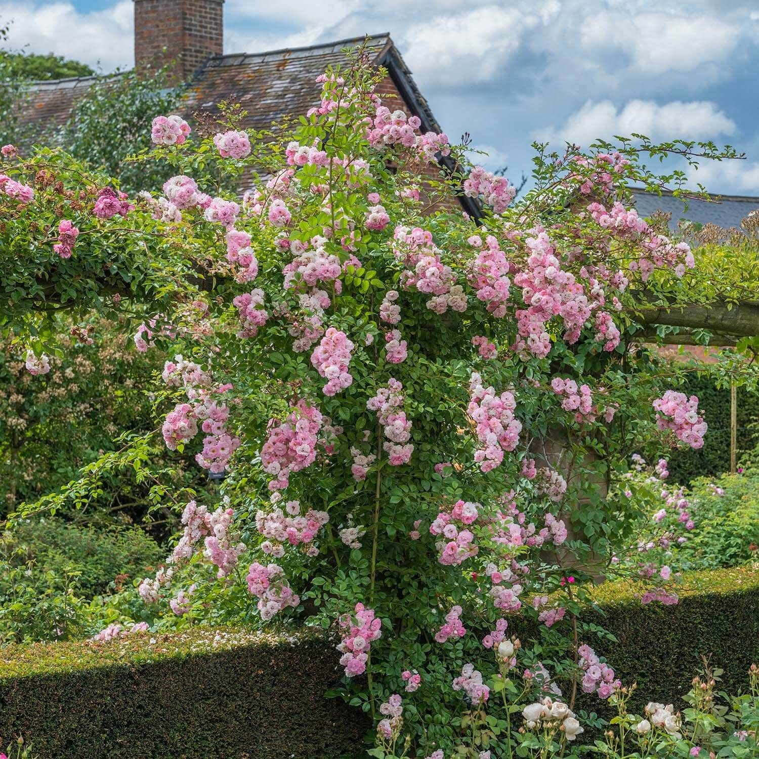 Maid of Kent