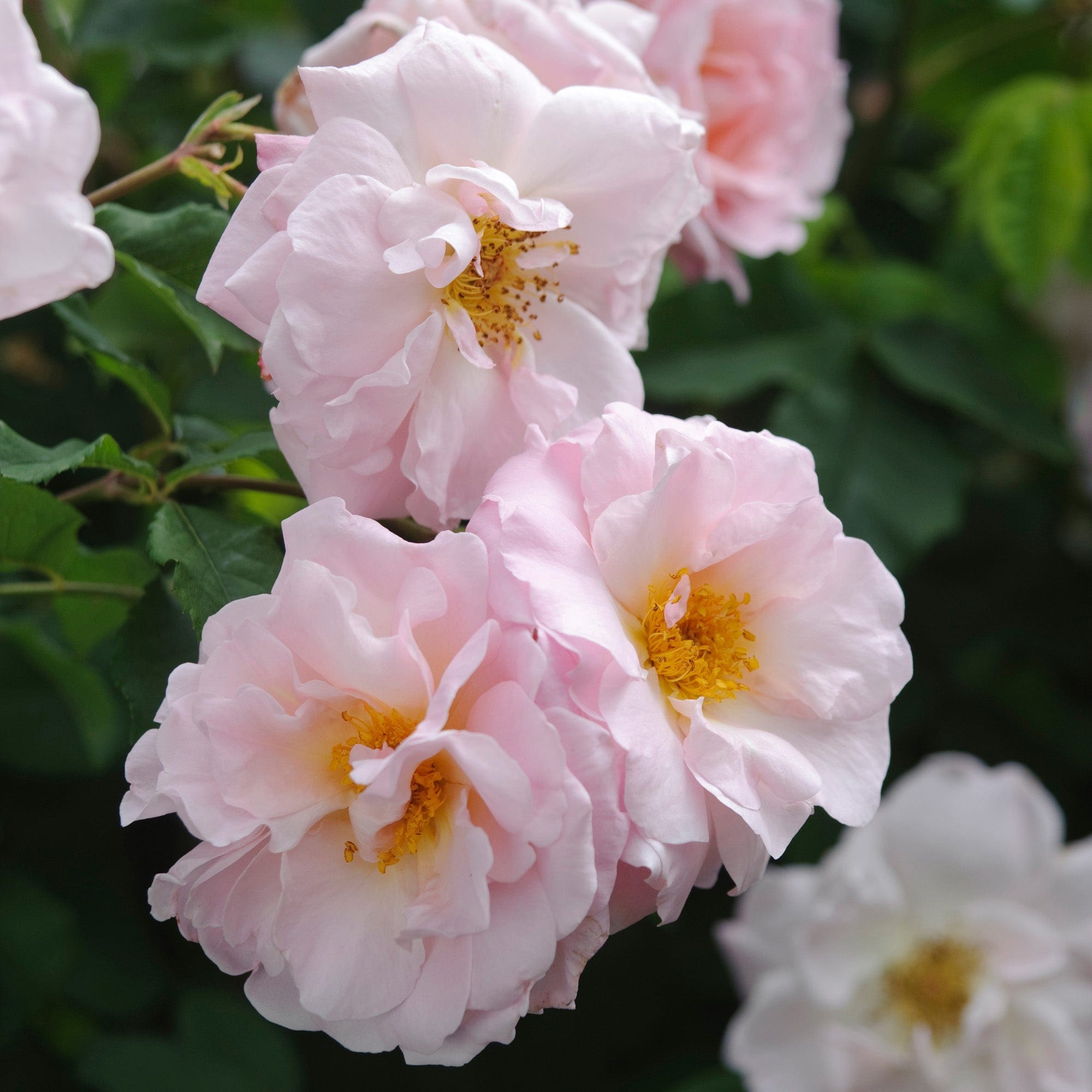 Fritz Nobis | Shrub Rose | David Austin Roses