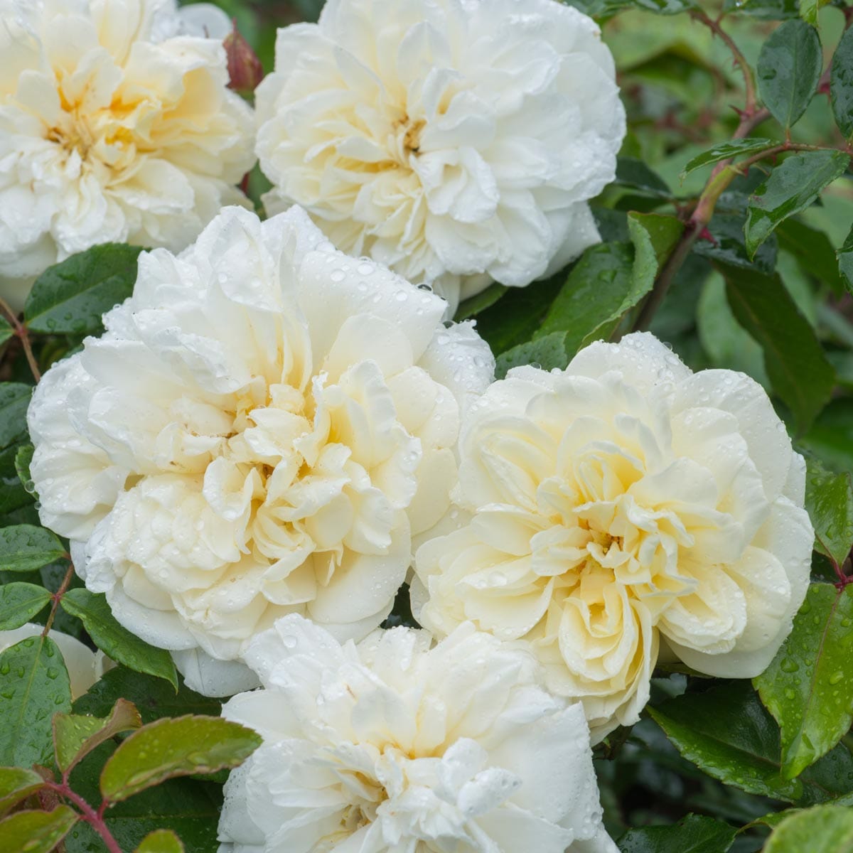 Barbier Rambling Roses Albéric Barbier | Rambling Rose | David Austin Roses