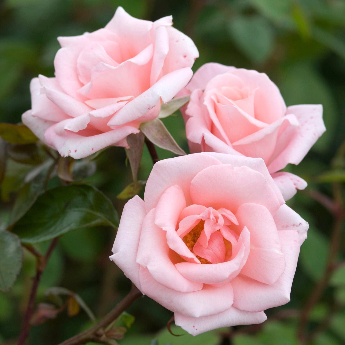 High Hopes (Haryup) | Climbing Rose | David Austin Roses