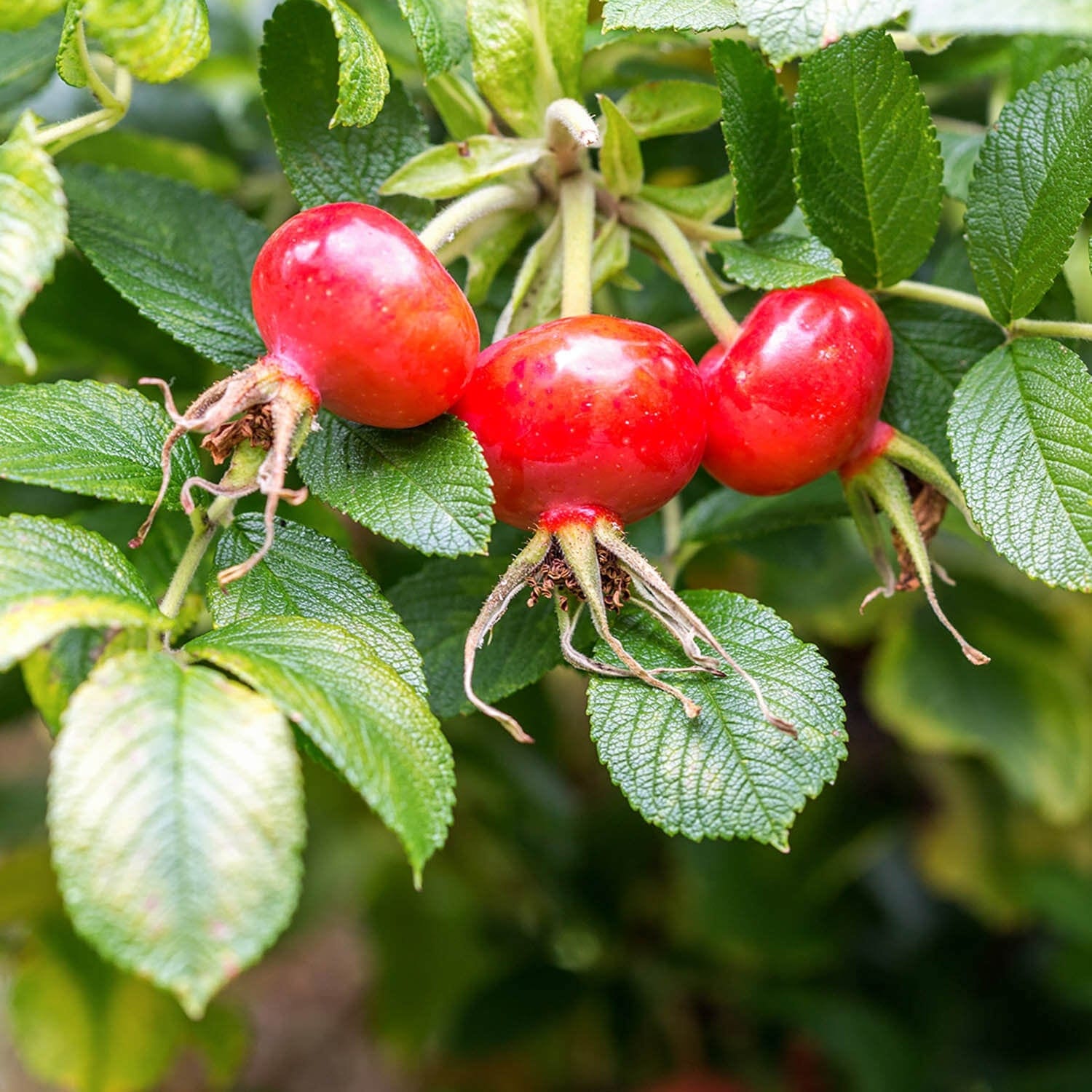 R. Rugosa