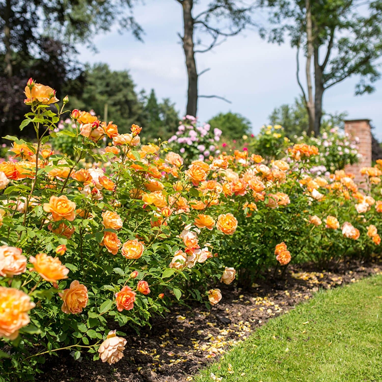 Lady of Shalott™ 5 Rose Hedging Bundle