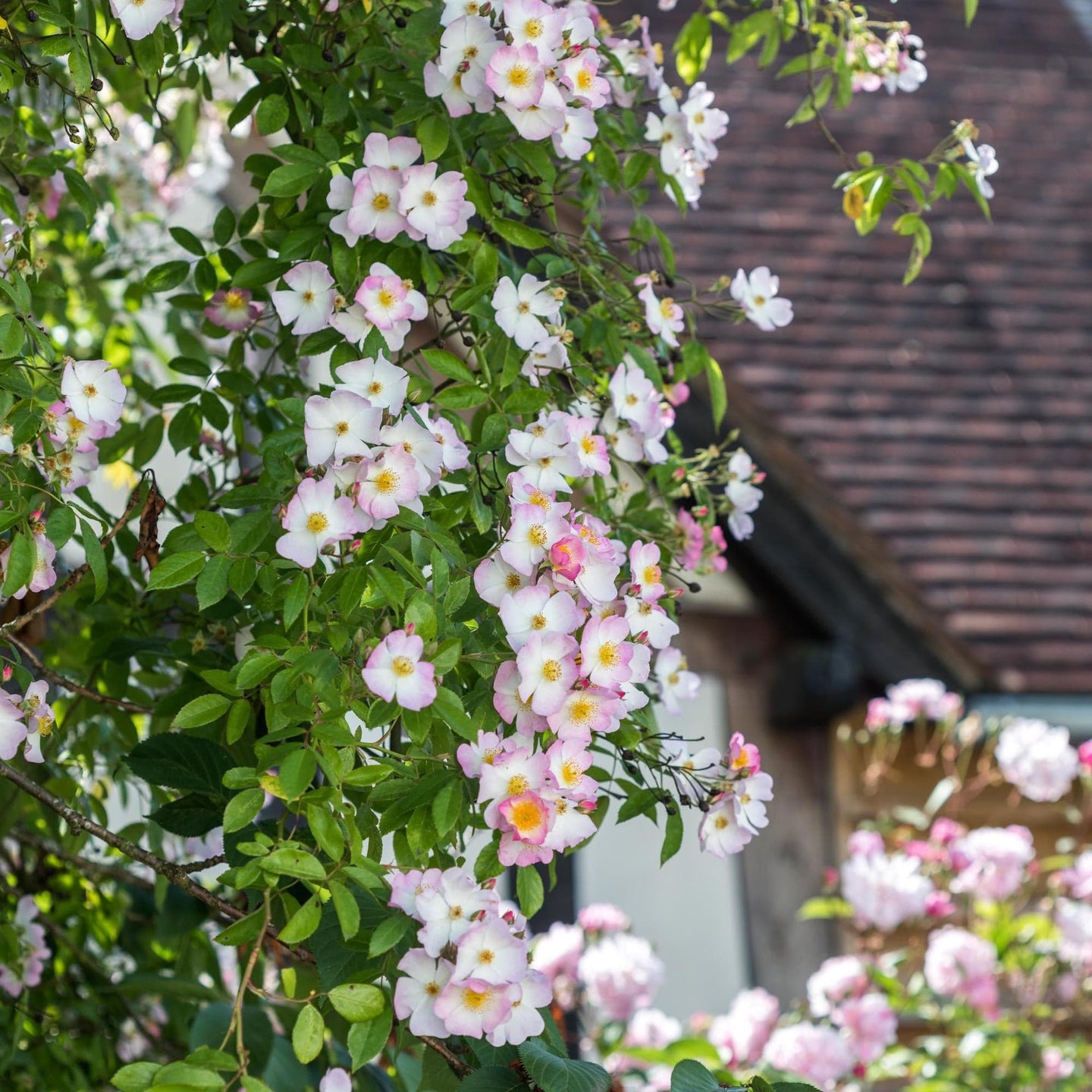 Francis E. Lester | Rambling Rose | David Austin Roses