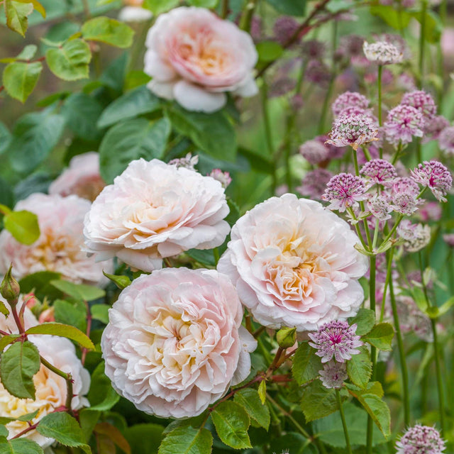 Emily Bronte | English Shrub Rose | David Austin Roses