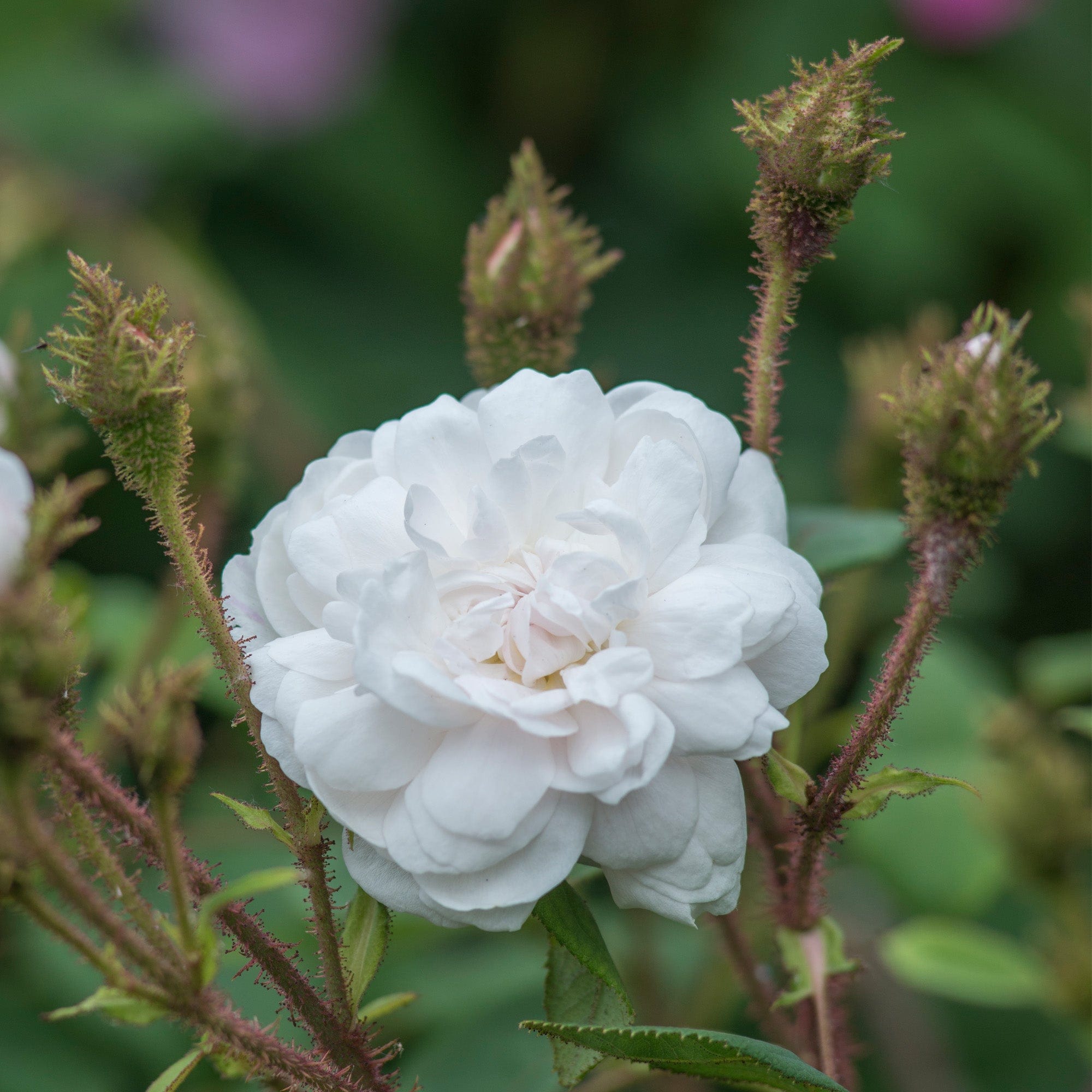 Shailer’s White Moss