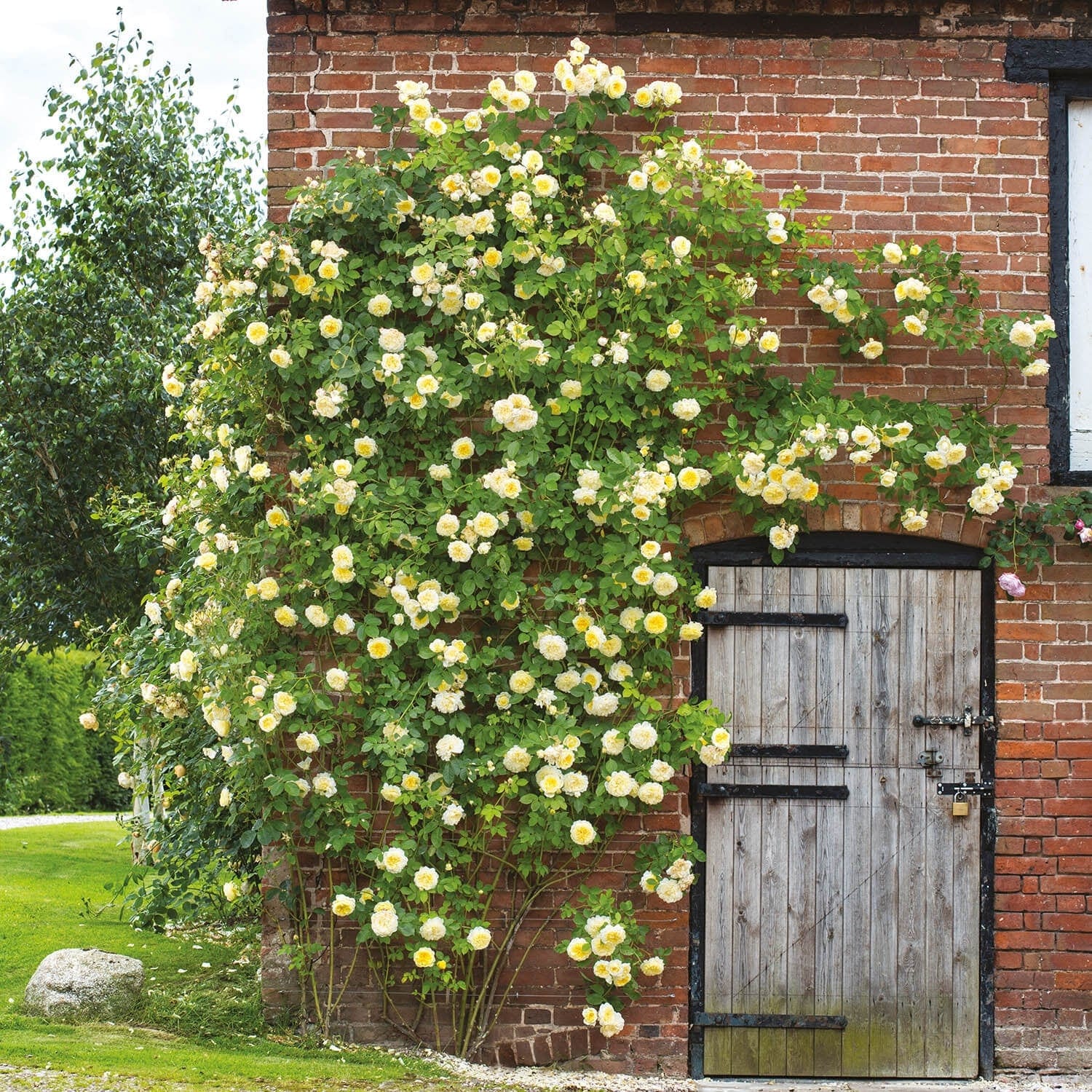 The Pilgrim (Auswalker) | English Climbing Rose | David Austin Roses