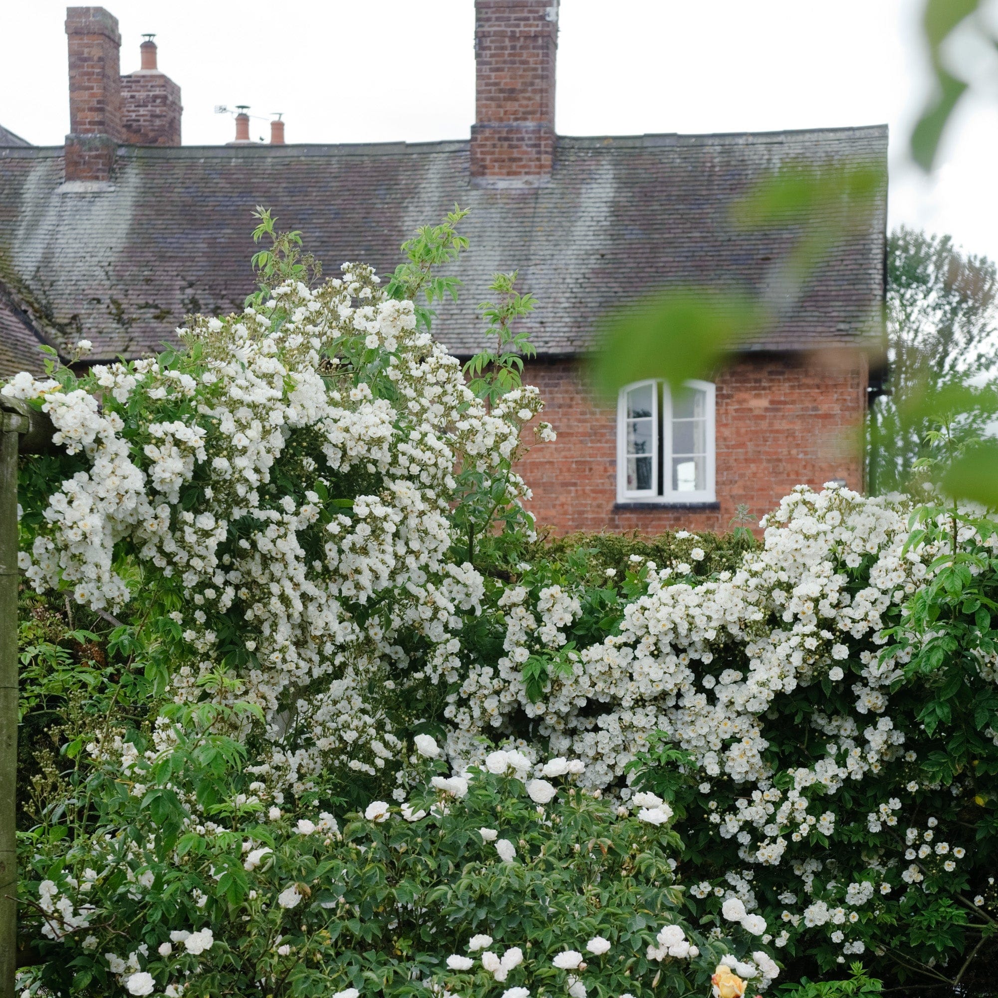 Rambling Rector