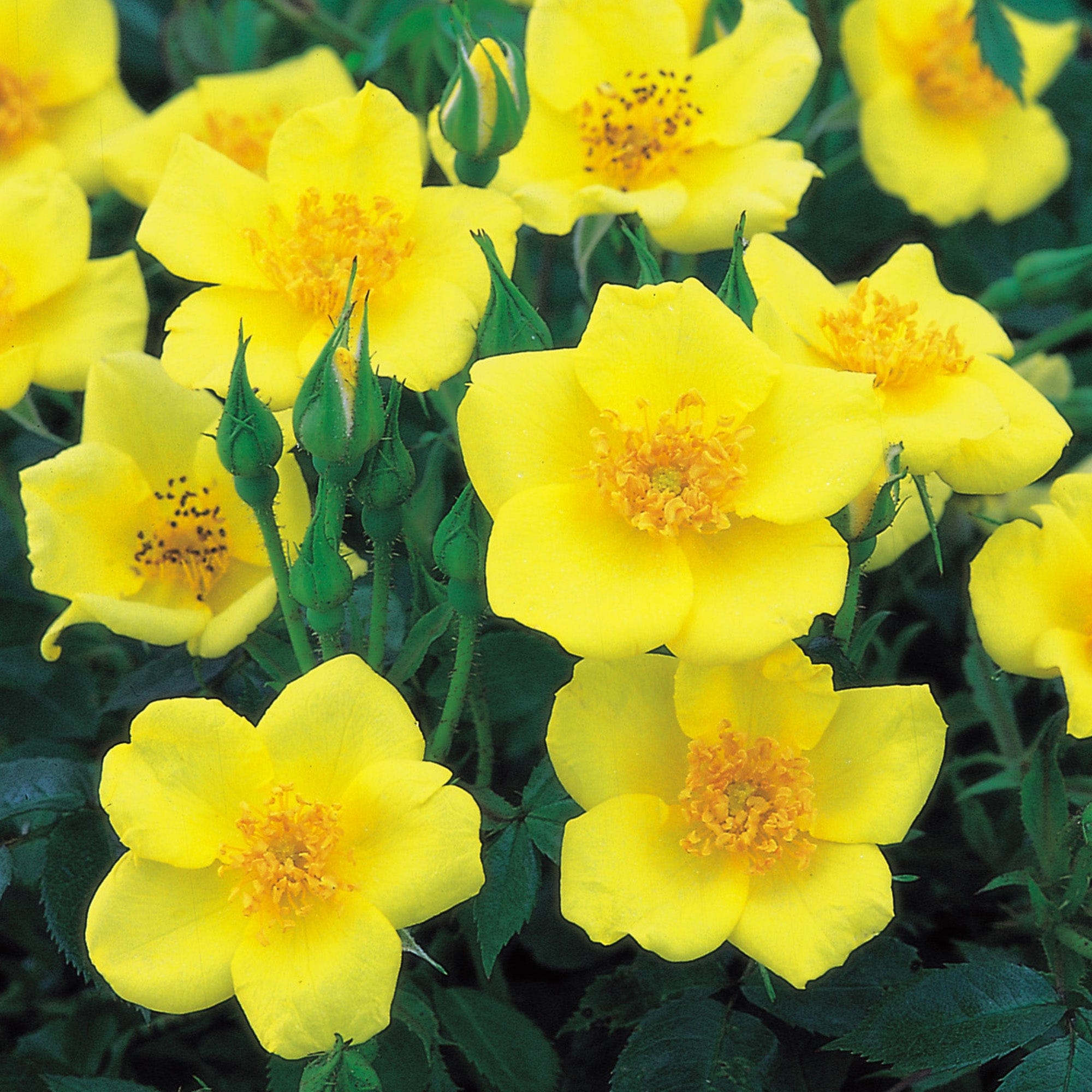 Baby Love | Shrub Rose | David Austin Roses