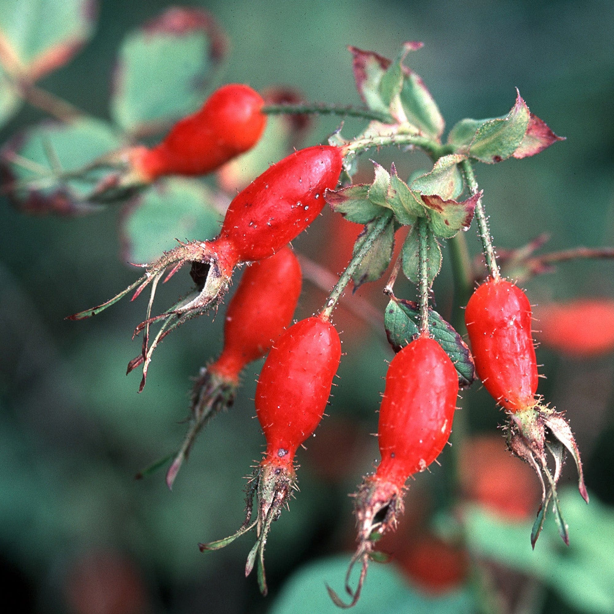 R. davidii