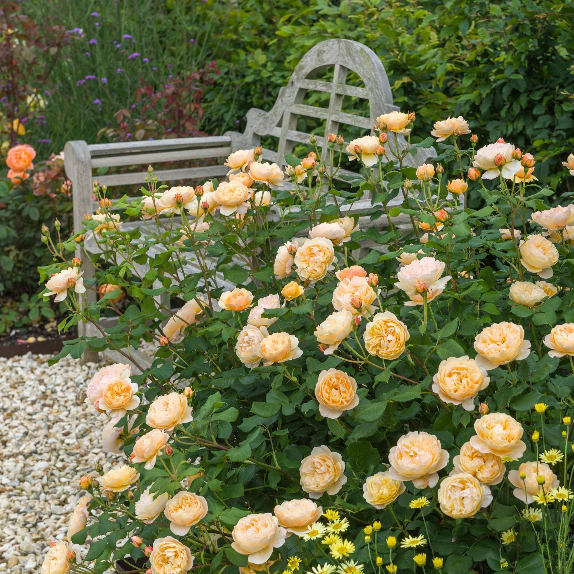 Roald Dahl (Ausowlish) | English Shrub Rose | David Austin Roses