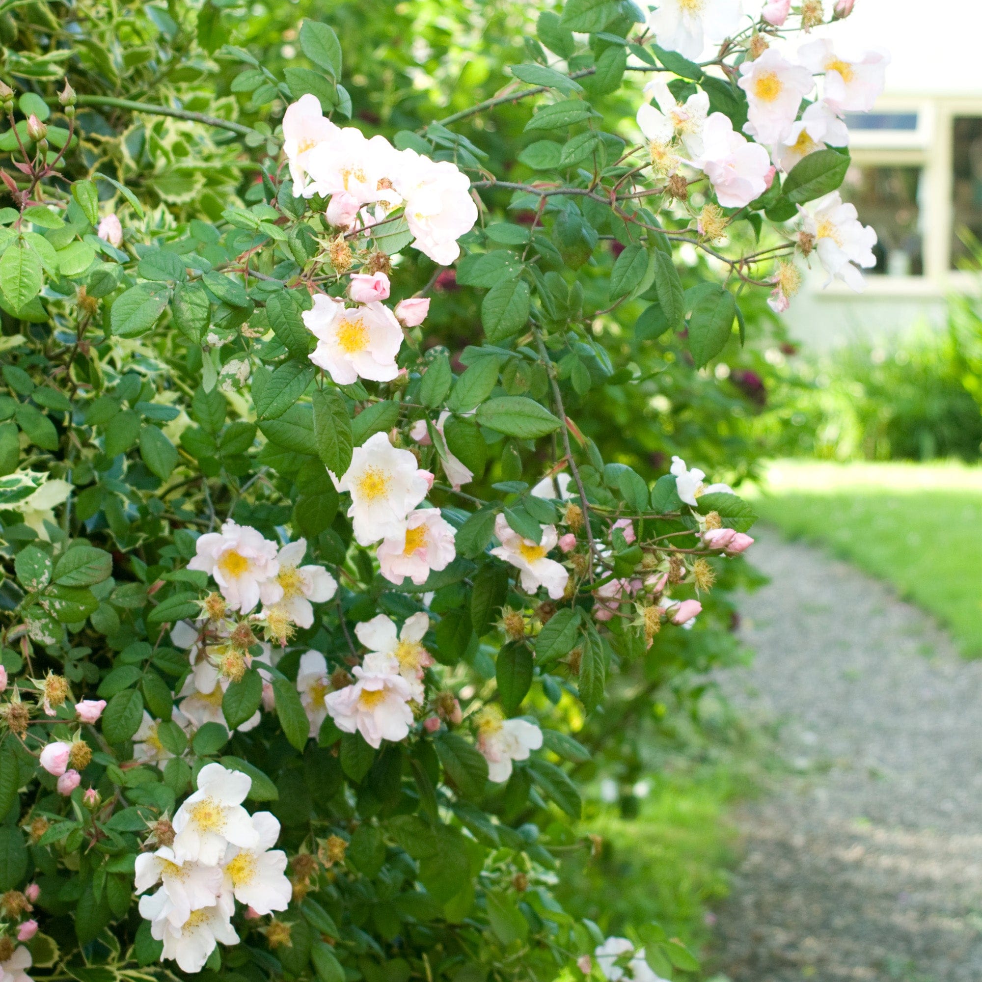 R. x richardii | Wild Rose | David Austin Roses