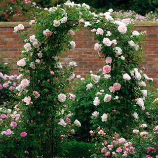 St. Swithun | English Climbing Rose | David Austin Roses