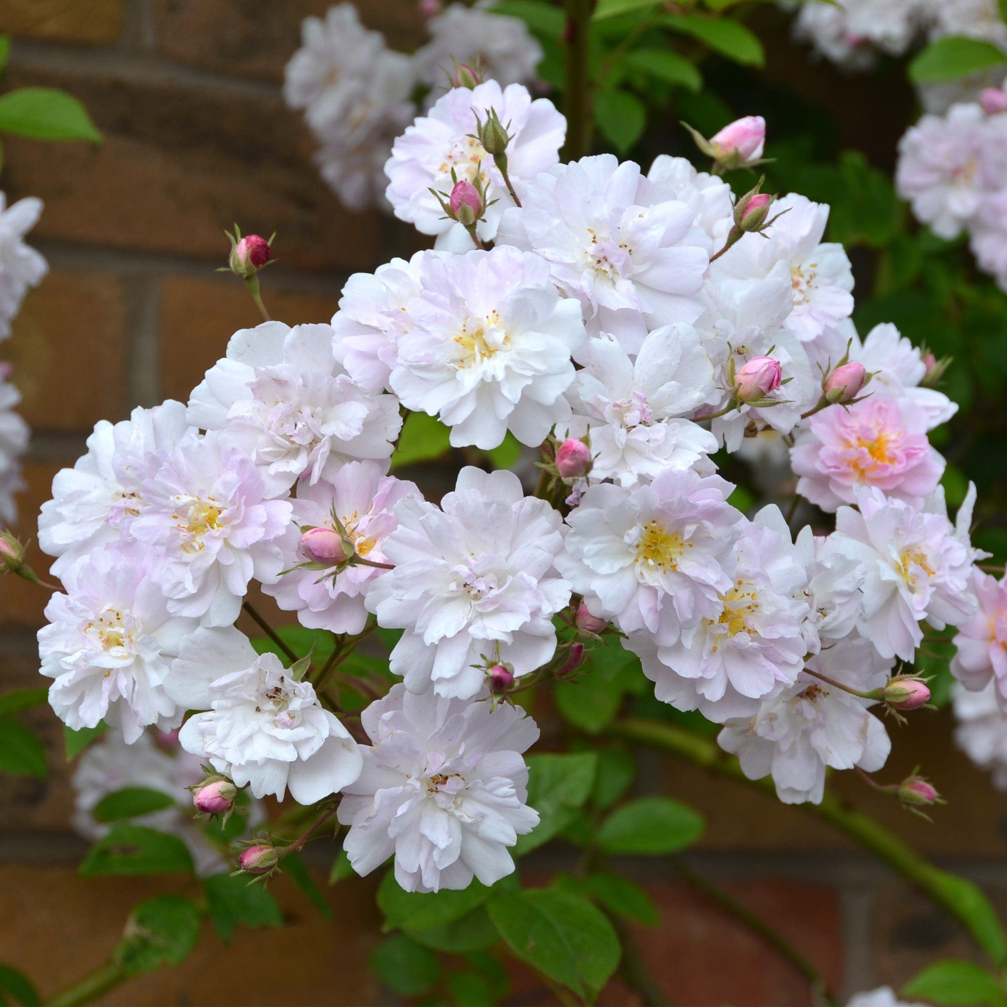 Paul’s Himalayan Musk