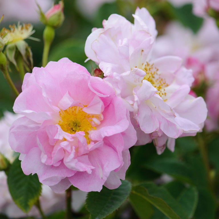 Celsiana | Old Rose | David Austin Roses