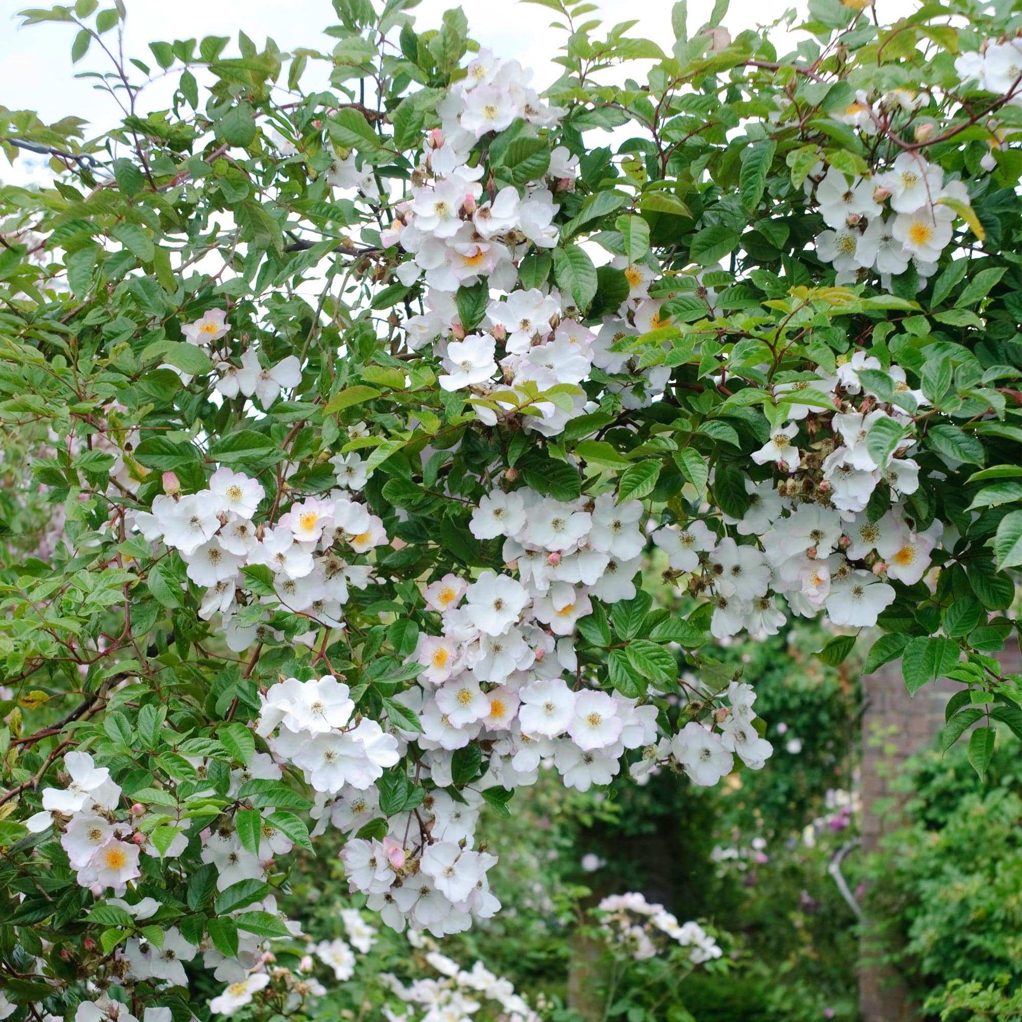 R. polyantha 'Grandiflora'