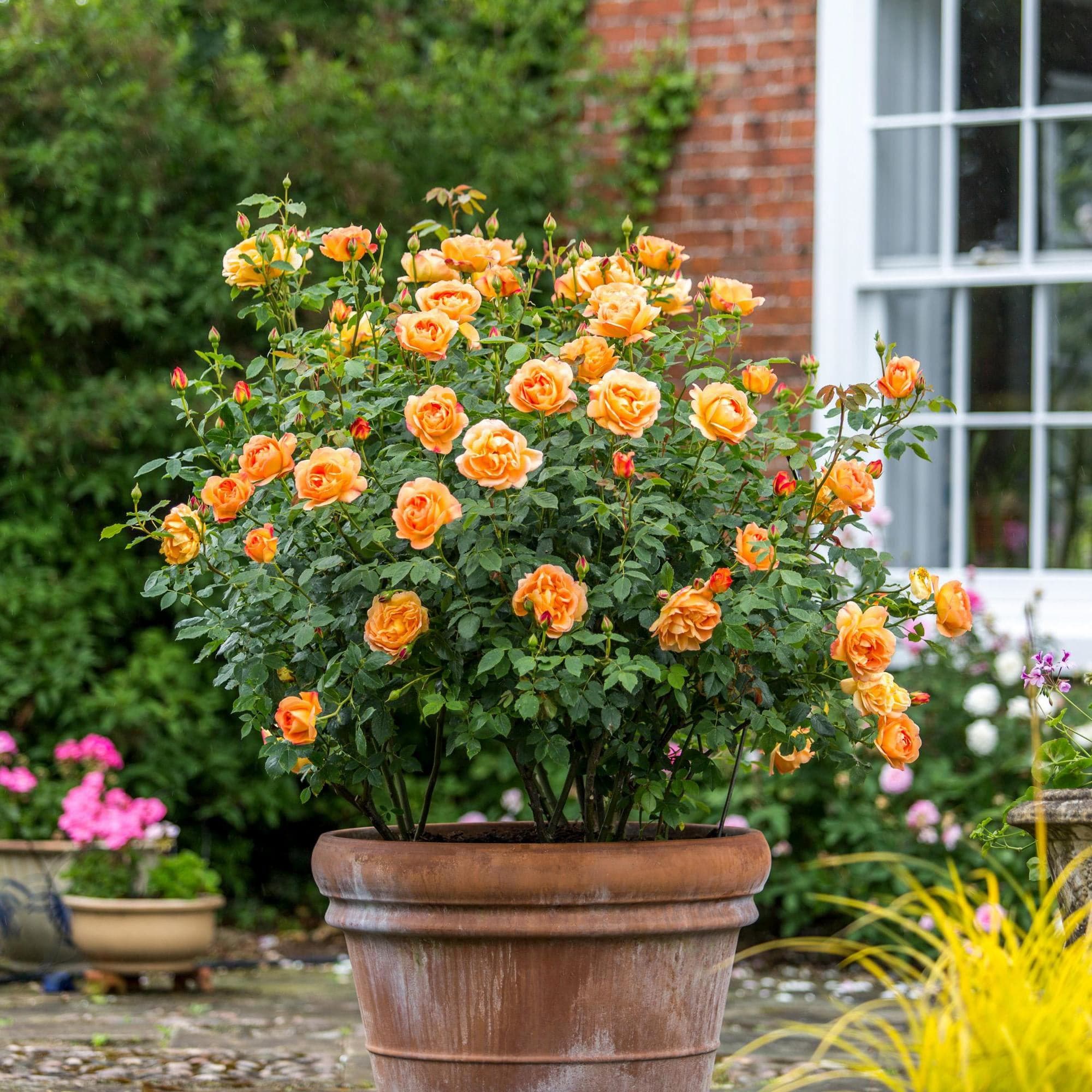 Lady Of Shalott English Shrub Rose David Austin Roses lady-of-shalott-english-shrub-rose-david-austin-roses