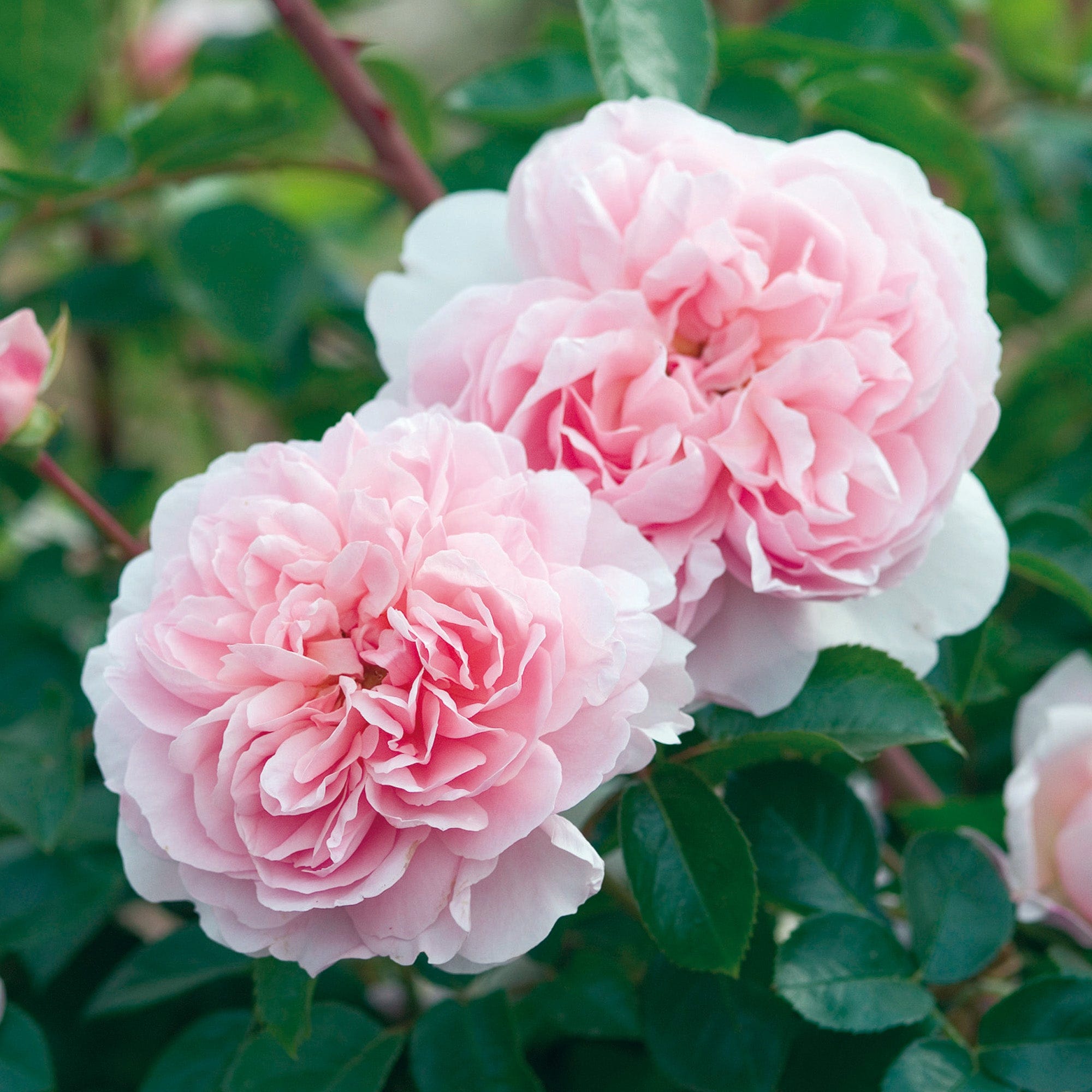 David Austin Roses Wildeve