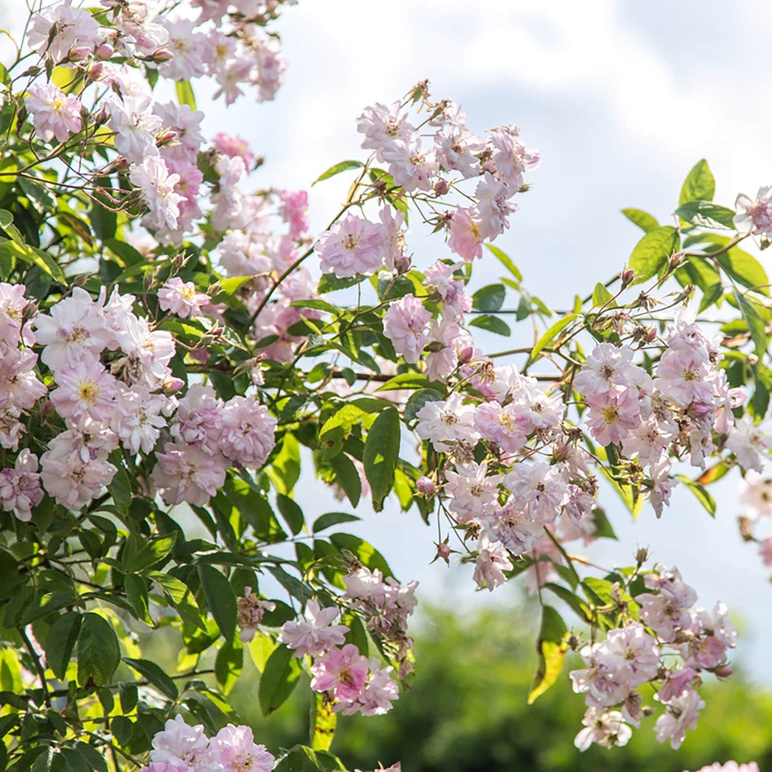 Paul’s Himalayan Musk