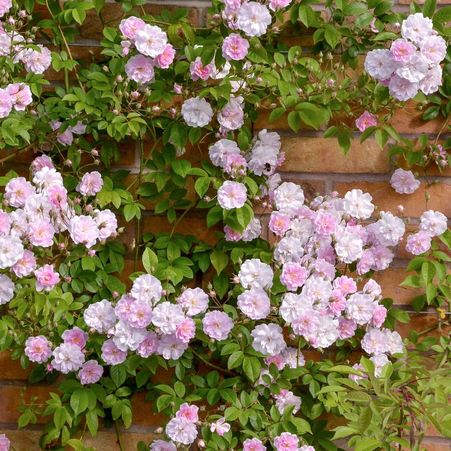 Paul’s Himalayan Musk