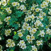 R. soulieana